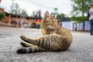 Кошка будит хозяев по ночам. Что делать?